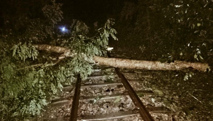 মিধিলির প্রভাবে শাহরাস্তিতে গাছপালা ঘরবাড়ির ব্যাপক ক্ষয়ক্ষতি
