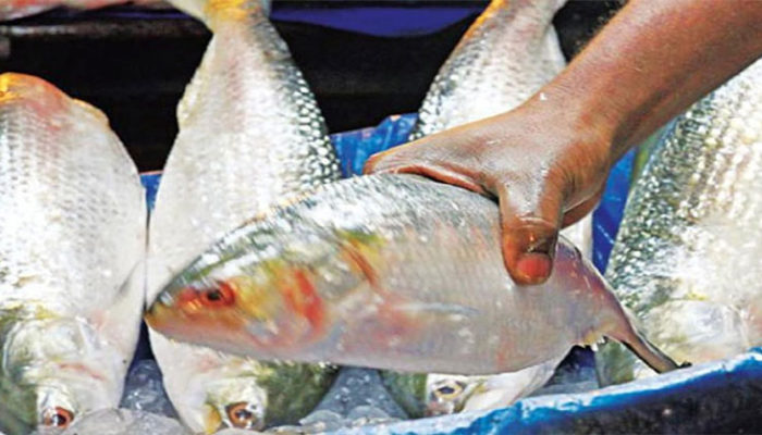 বাজারের অর্ধেক ইলিশই ডিমওয়ালা, দামও হাতের নাগালে