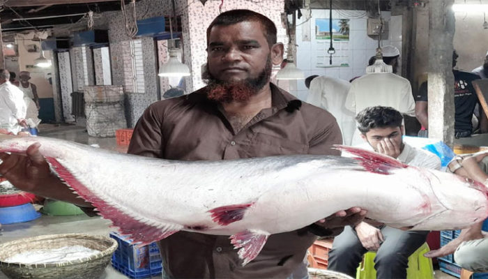 চাঁদপুরে পাঙাশ ১২ হাজার টাকায় বিক্রি