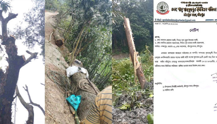 চাঁদপুরে এলজিইডি সড়ক প্রশস্তকরণ কাজের কথা বলে মূল্যবান গাছ কর্তনের অভিযোগ