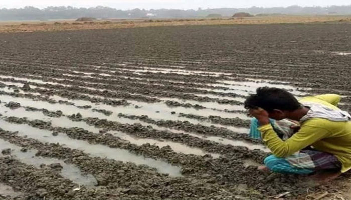 অসময়ের বৃষ্টিতে আলুর জমিতে পানি, চিন্তিত কৃষক