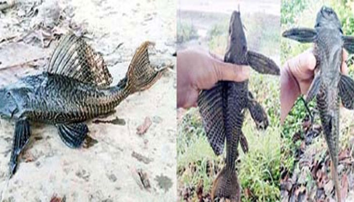 ডাকাতিয়া নদীতে সাকার ফিশ, মৎস্যজীবীদের উদ্বেগ