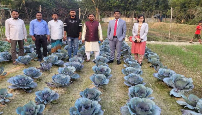 রঙিন বাঁধাকপি চাষে সফল হাজীগঞ্জের কৃষক আব্দুর রহমান