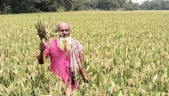 শাহরাস্তিতে ধানে ব্লাষ্ট, চাষ করে বিপাকে কৃষক