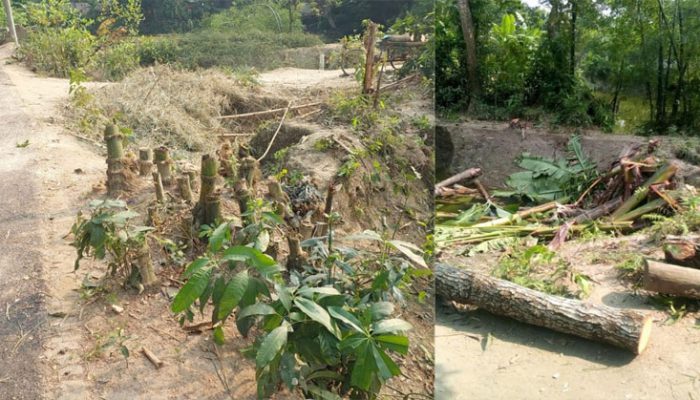 শাহমাহমুদপুরে ক্ষমতার জোরে সরকারি গাছ কর্তন!