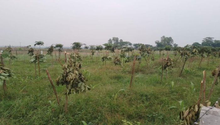 মতলব উত্তরে গাছের সাথে এ কেমন শত্রুতা