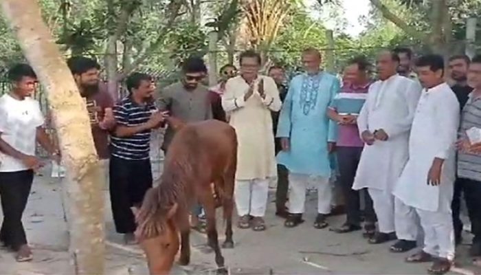 মতলব উত্তর উপজেলা পরিষদ নির্বাচন ভোটের মাঠে জীবন্ত ঘোড়া নিয়ে প্রচারণা
