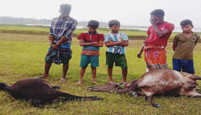 তাহিরপুরে বজ্রপাতে ২ গবাদিপশুর প্রাণহানি
