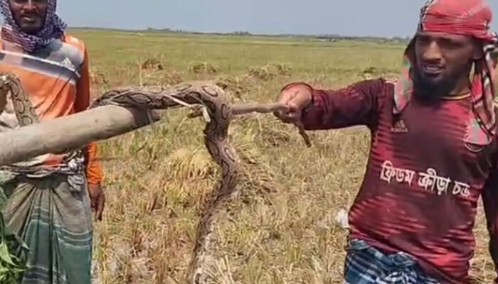 চাঁদপুরে রাসেল ভাইপার আতঙ্কে মিলছে না ধানকাটার শ্রমিক!