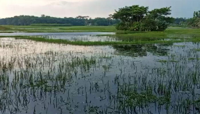 হাজীগঞ্জে নিখোঁজের ১দিন পর বাড়ির পাশের ডোবায় মিললো নারীর ম’র’দে’হ
