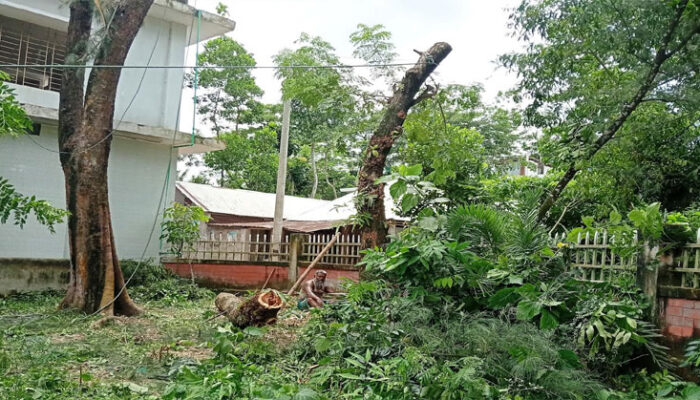 কচুয়ার কুটিয়া লক্ষ্মীপুর সপ্রাবির বাউন্ডারির গাছ কাটার অভিযোগ