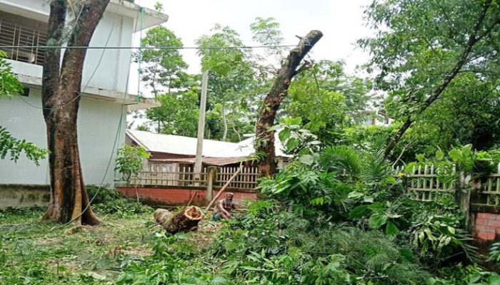 কচুয়ার কুটিয়া লক্ষ্মীপুর সপ্রাবি’র গাছ কাটার অভিযোগ