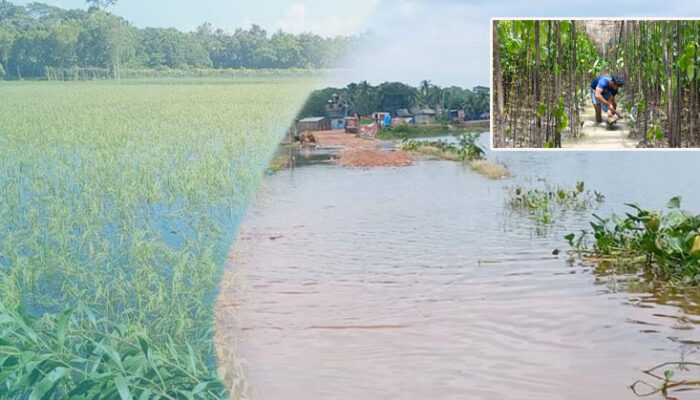 বন্যায় চাঁদপুরে দেড়শ কোটি টাকা ক্ষতির শঙ্কা