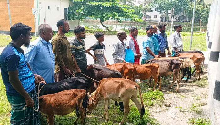 মতলব উত্তরে নিবন্ধিত জেলেদের মাঝে গরু বিতরণ