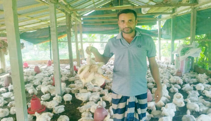 তীব্র গরম-লোডশেডিংয়ে মা’রা যাচ্ছে মুরগি
