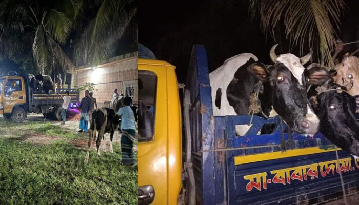 শাহরাস্তির চোরাইকৃত গরুর গোবর, মলমুত্র, সিসি ক্যামেরার কল্যাণে নাঙ্গলকোটে উদ্ধার