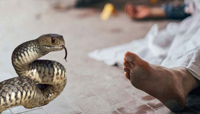 হাজীগঞ্জে সাপের কামড়ে দিপালীর মৃত্যু