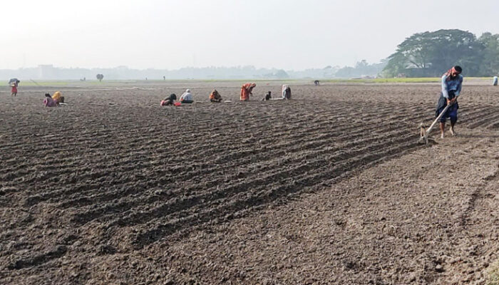 কচুয়ায় আলু চাষে ব্যস্ত সময় পার করছেন কৃষকরা