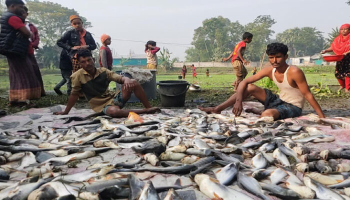 কচুয়ায় পুকুরে বিষ প্রয়োগে ৩ লাখ টাকার মাছ নিধন