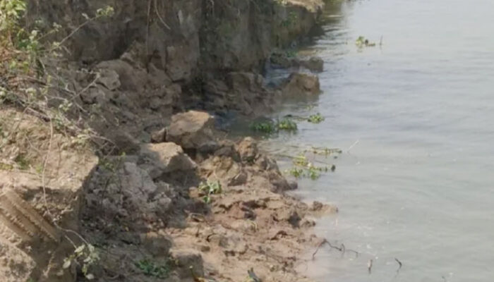 চাঁদপুরে মেঘনা নদীর ভাঙন আতঙ্কে ১০ হাজার পরিবার