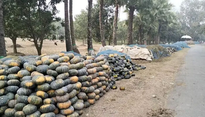 হাজীগঞ্জের রাস্তায় পড়ে আছে মিষ্টি কুমড়া, দেখা নেই পাইকারের