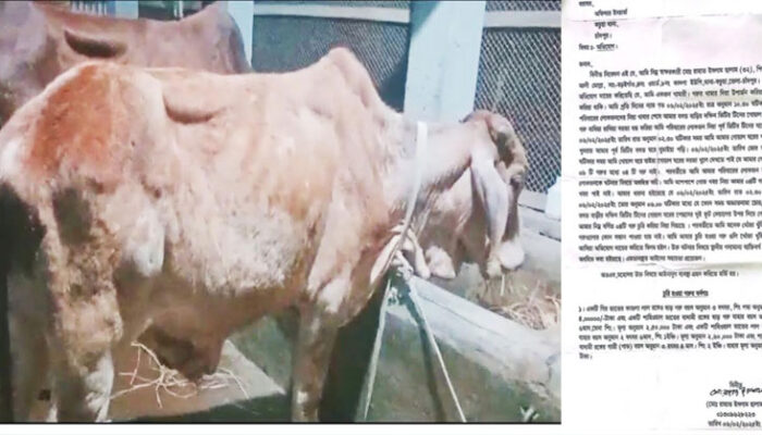 কচুয়ায় তরুণ উদ্যোক্তার খামার থেকে ৪টি গরু চুরি