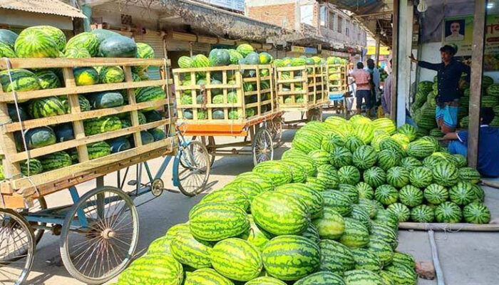 চাঁদপুরে হাটবাজারজুড়ে অপরিপক্ব তরমুজ