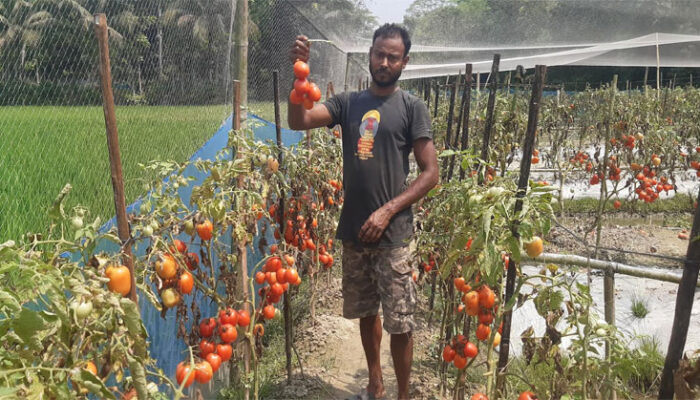 ক্রেতা না থাকায় ফরিদগঞ্জে ক্ষেতে নষ্ট হচ্ছে টমেটো