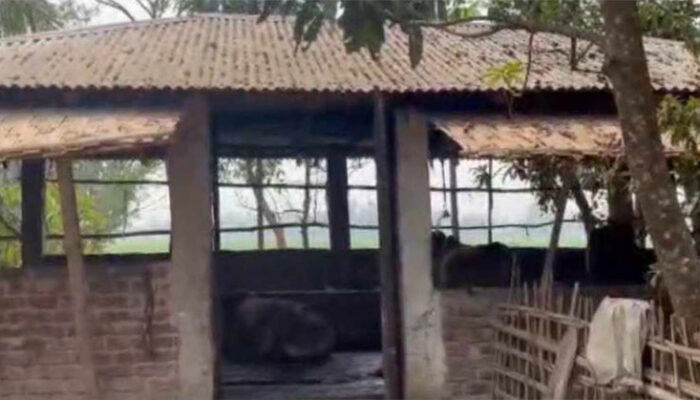 গরু চোর প্রধানকে গ্রেফতারের ক্ষোভে ওসির গোয়ালের গরু লুট!
