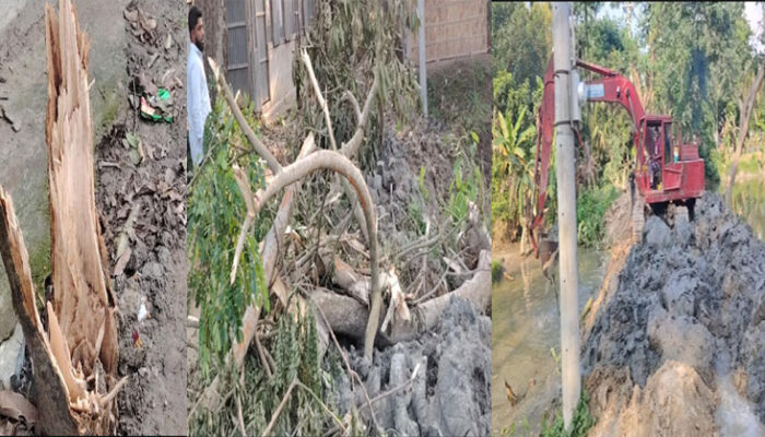 মতলবে রাস্তা সম্প্রসারণের নামে চেয়ারম্যানের বিরুদ্ধে গাছ কাটার অভিযোগ