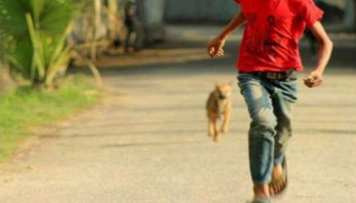 শাহরাস্তিতে দু’দিনে পাগলা কুকুরের কামড়ে ১০ জন আহত