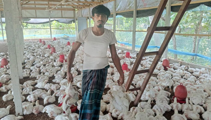 মতলব উত্তরে তীব্র গরমে হিটস্ট্রোকে মারা যাচ্ছে খামারের শত শত মুরগি