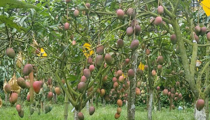 চাঁদপুরের এক বাগানে বিশ্বখ্যাত ৫৭ জাতের আম চাষ করে বাজিমাত