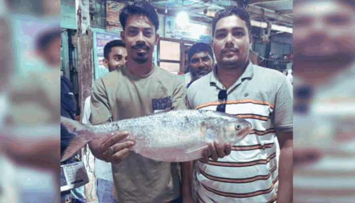 চাঁদপুরে আড়াই কেজির ইলিশ বিক্রি হলো ১৩ হাজার টাকায়