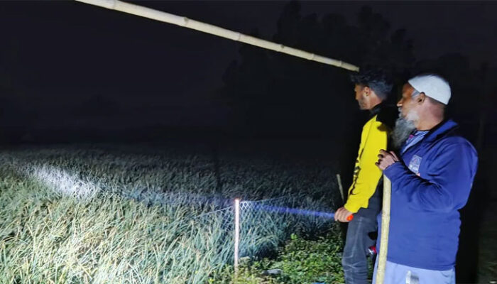 হাজীগঞ্জে শিয়ালের কামড়ে আহত-১০