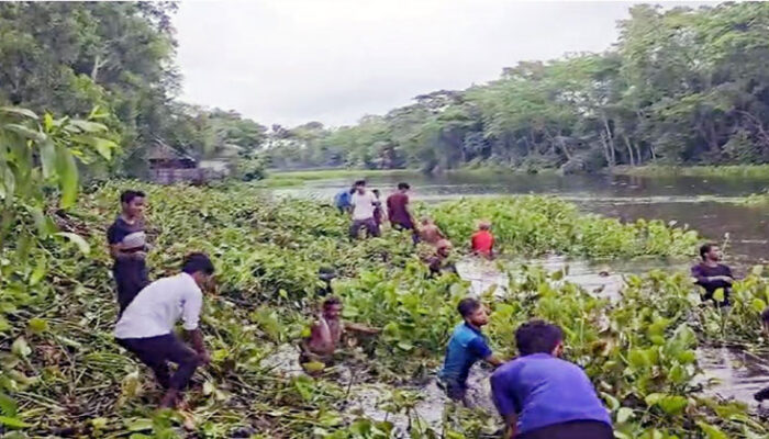 ফরিদগঞ্জে ডাকাতিয়া বাঁচাতে শিক্ষার্থীদের স্বেচ্ছাশ্রম; নদীর বুকে সবুজ বিপ্লব