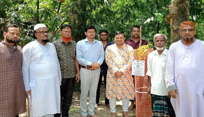 কচুয়ায় জুলাই শহীদদের স্মরণে বৃক্ষরোপণ