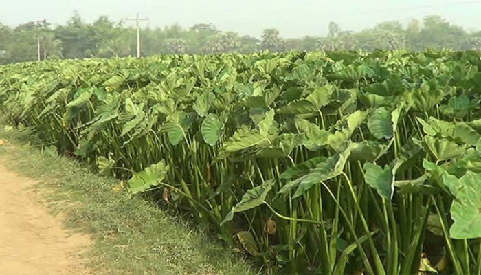 চাঁদপুরে কচুর লতি তুলতে গিয়ে সাপের কামড়ে বৃদ্ধার মৃত্যু