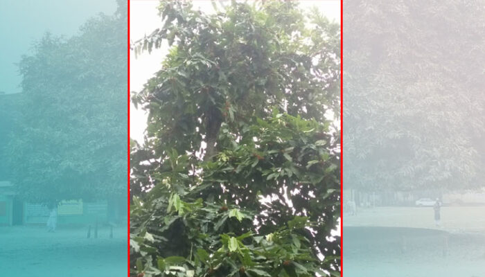 ফরিদগঞ্জে গাব পাড়তে গিয়ে দিনমজুরের মৃত্যু