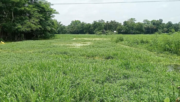 কচুয়ায় পানি নিষ্কাশনে বাধা, তিন শত বিঘা ফসলি জমি পানির নিচে