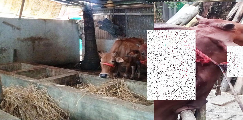 কচুয়ায় শত্রুতা জেরে গবাদি পশুকে কুপিয়ে জখমের অভিযোগ