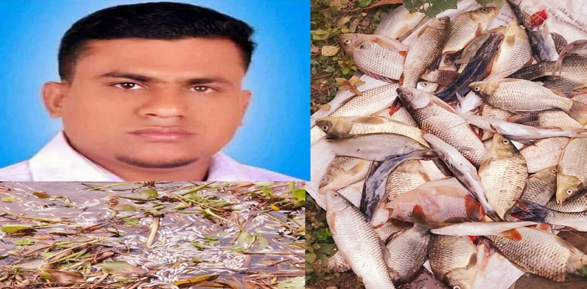 শাহরাস্তিতে বকুলতলা দিঘীতে বিষ প্রয়োগে কোটি টাকার মাছ নিধন, উদ্যোক্তা সর্বস্বান্ত