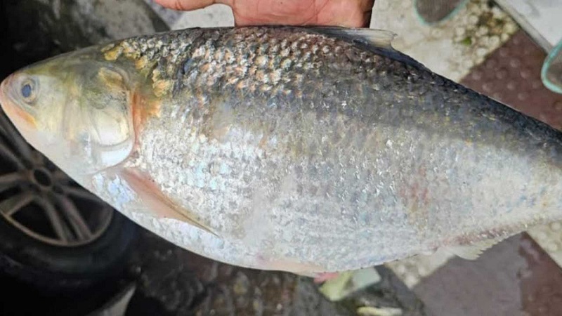 ৮০ ইলিশ বিক্রি হলো দুই লাখ ১৯ হাজার টাকায়