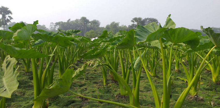 ফরিদগঞ্জে কচুক্ষেতে মিললো সাইমুনের লাশ