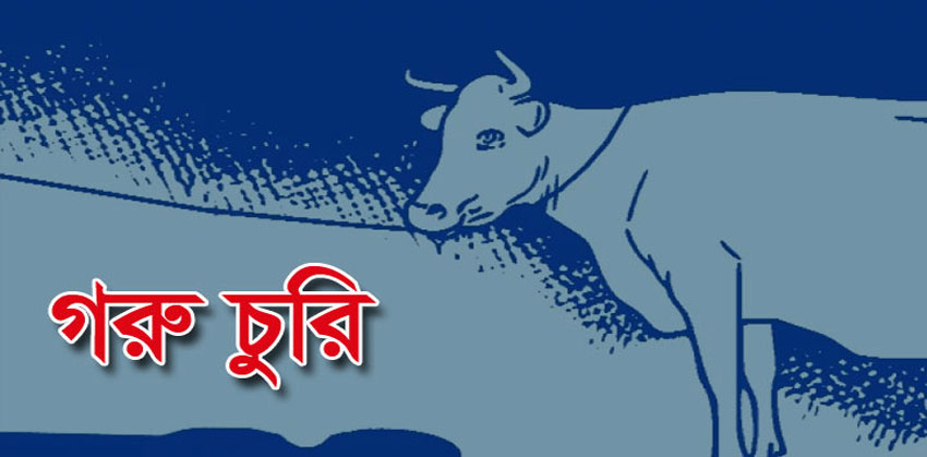 চাঁদপুর সদরের মনিহার গ্রামে এক রাতে ২০টি গরু চুরি