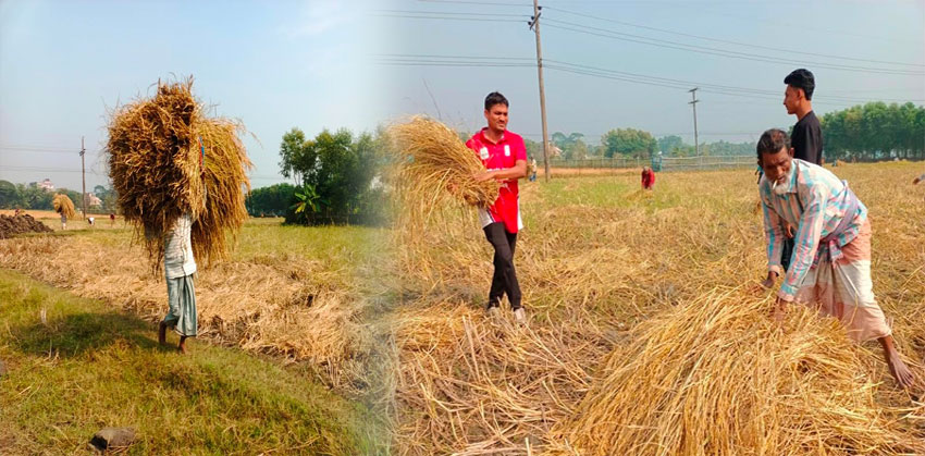 কচুয়ায় আমন ধানের বাম্পর ফলন, ধান কাটতে ব্যস্ত সময় পার করছেন কৃষক-কৃষাণীরা