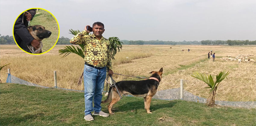 কচুয়ায় গাড়ল-ভেরার খামার পাহারায় জার্মান শেফার্ড কুকুর