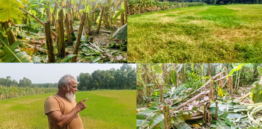 মতলবে শত্রুতার জেরে ৭৫ শতক জমির ধান ঝলসে দেয় ও ২৫ শতক জমির কলা গাছ কর্তন