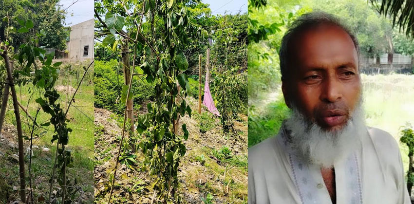 আশিকাটিতে রাতের আঁধারে কৃষি উদ্যোক্তার ফসলি গাছ নষ্ট করলো দুর্বৃত্তরা
