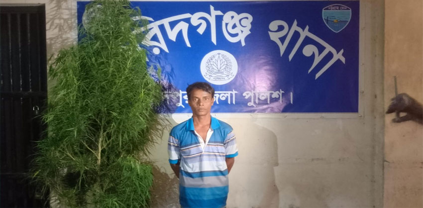 ফরিদগঞ্জে গাঁজা গাছসহ চাষি গ্রেফতার